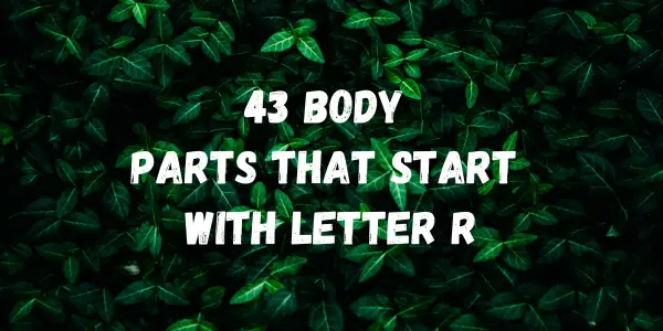 Body Parts That Start With The Letter R