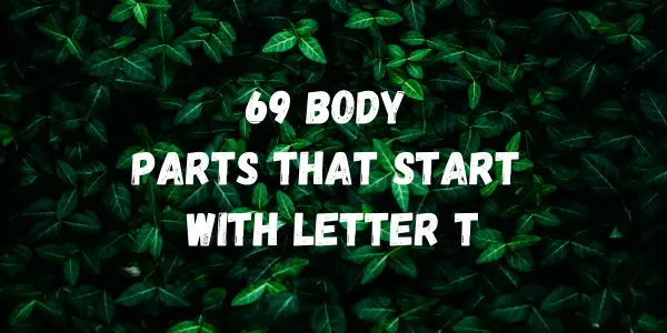 Body Parts That Start With The Letter T