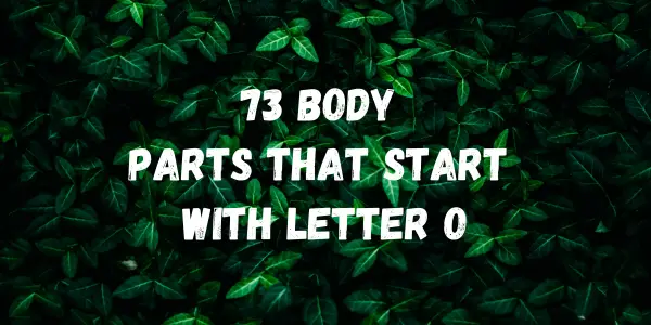 Body Parts That Start With The Letter O