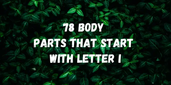 Body Parts That Start With The Letter I