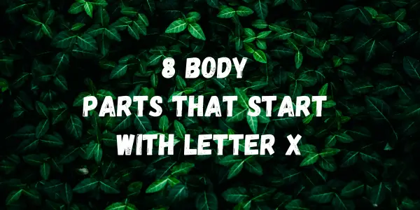 body parts That Start With Letter X