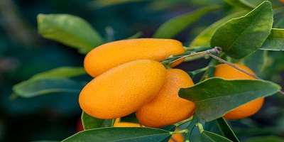 Kumquat