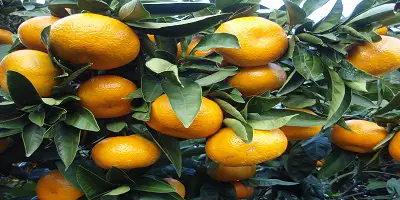 Satsuma