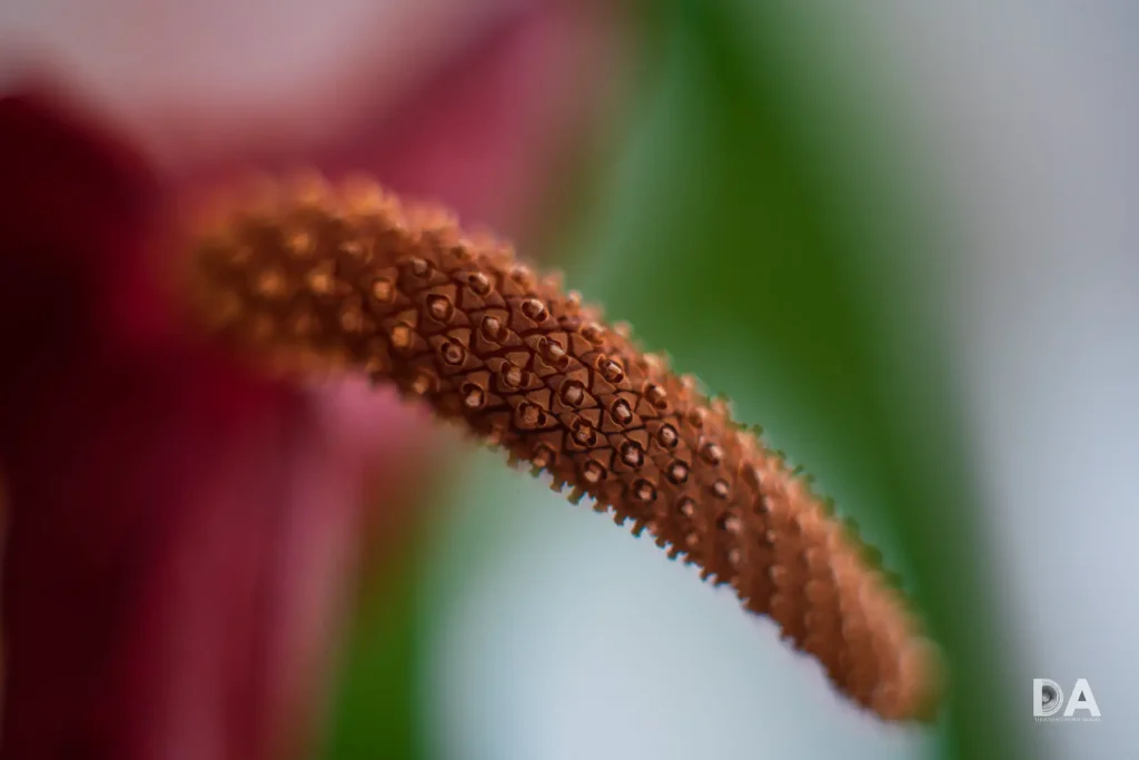 Anthurium Flower Meaning