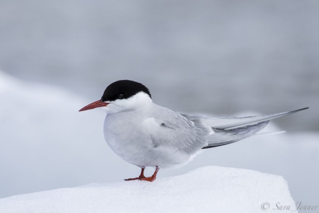 Arctic Tern Bird - Facts, Diet, Habitat And Pictures