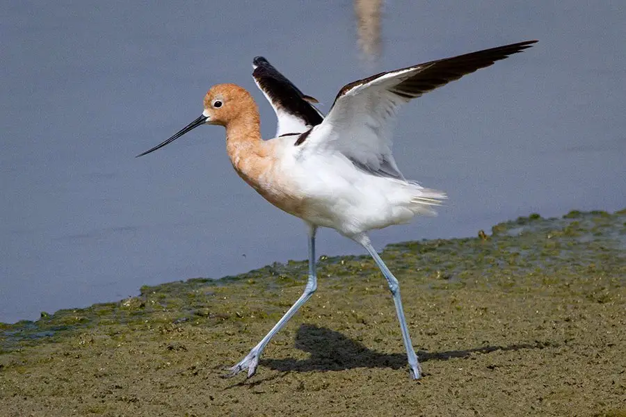 Avocet Bird - Facts, Diet, Habitat And Pictures