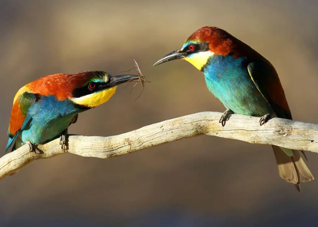 Bee-Eater Bird - Facts, Diet, Habitat And Pictures