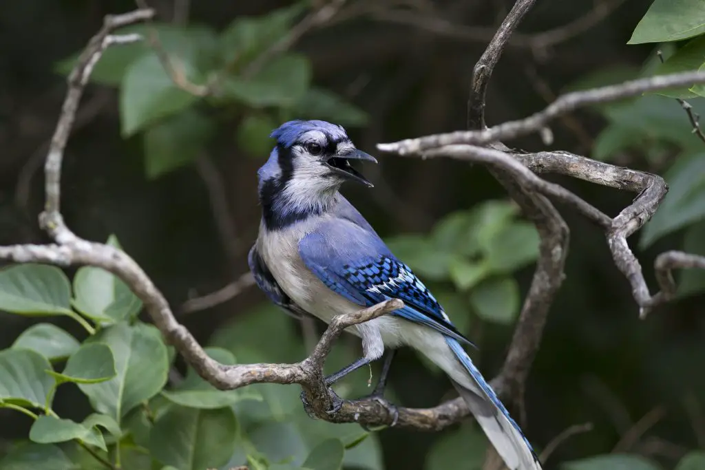 Blue Jay Bird - Facts, Diet, Habitat And Pictures