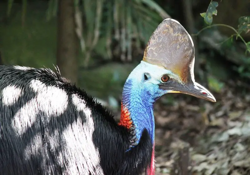 Cassowary Bird - Facts, Diet, Habitat And Pictures