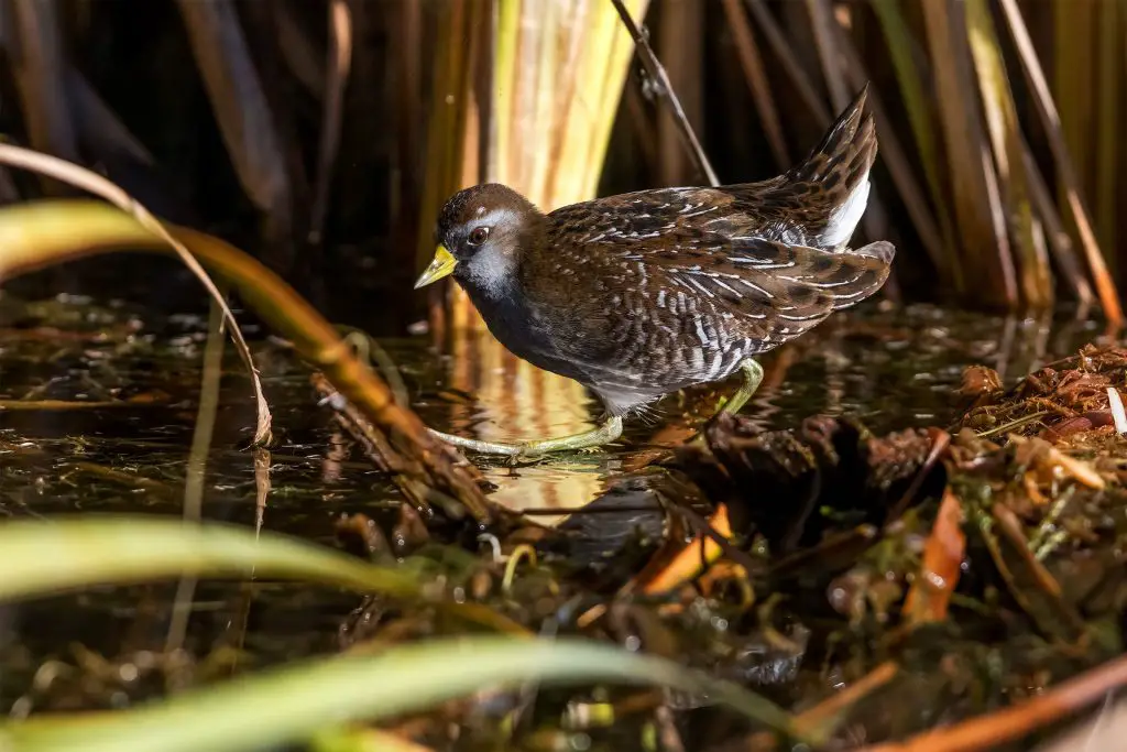 Coot Bird - Facts, Diet, Habitat And Pictures