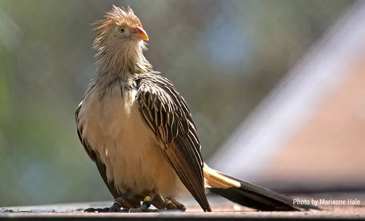 Cuckoo Bird - Facts, Diet, Habitat And Pictures