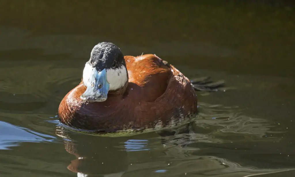 Duck Bird - Facts, Diet, Habitat And Pictures