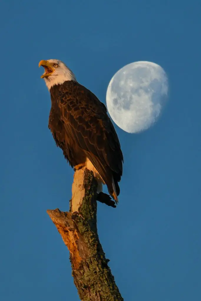 Eagle Bird - Facts, Diet, Habitat And Pictures