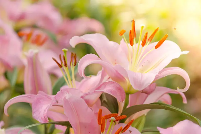 Eustoma Flower Meaning