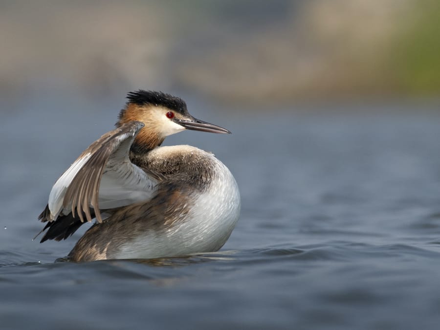 Grebe Bird - Facts, Diet, Habitat And Pictures