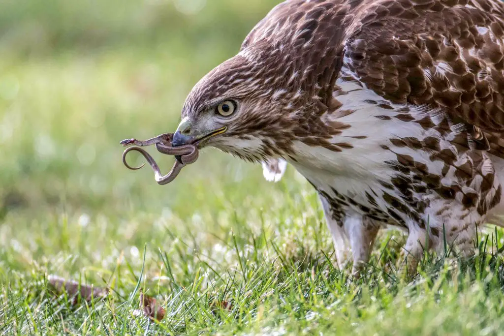 Hawk Bird - Facts, Diet, Habitat And Pictures