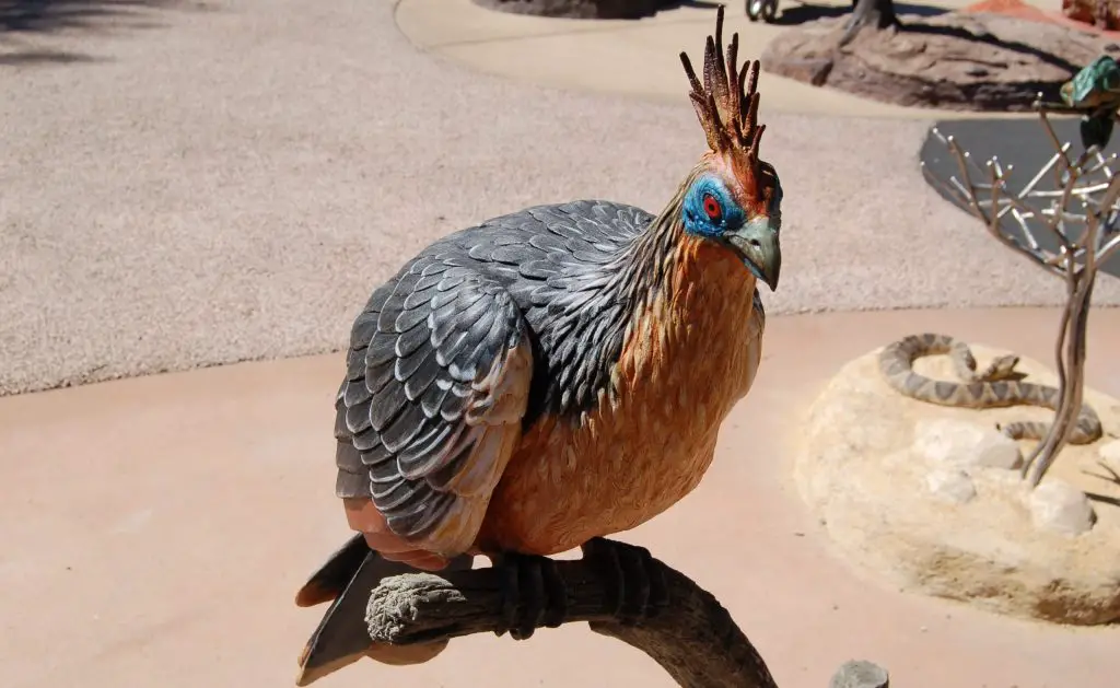 Hoatzin Bird - Facts, Diet, Habitat And Pictures