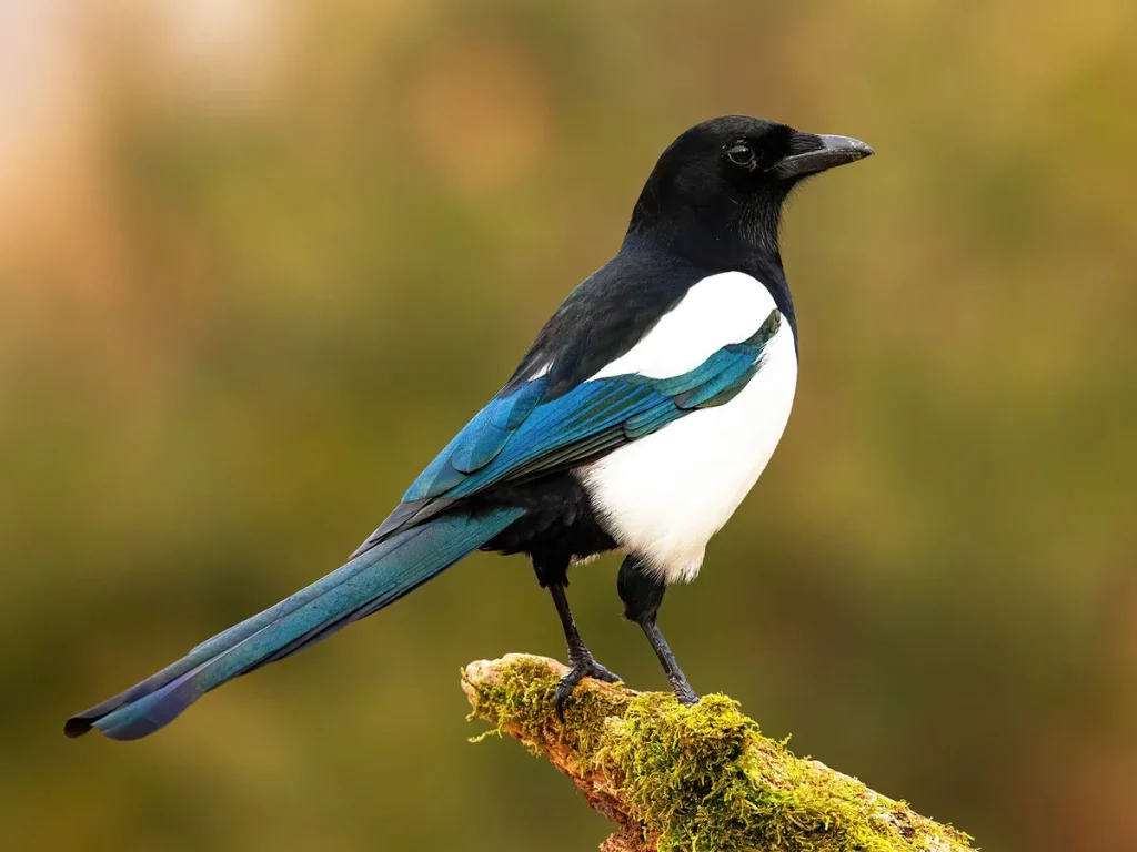 Magpie Bird - Facts, Diet, Habitat And Pictures