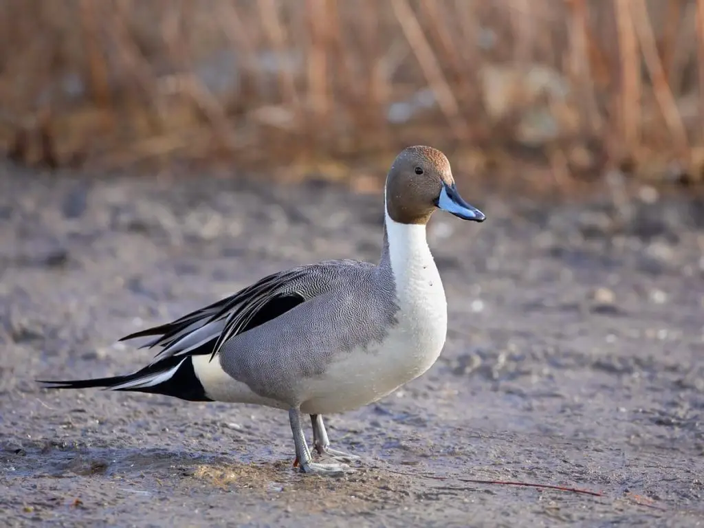 Northern Pintail Bird - Facts, Diet, Habitat And Pictures