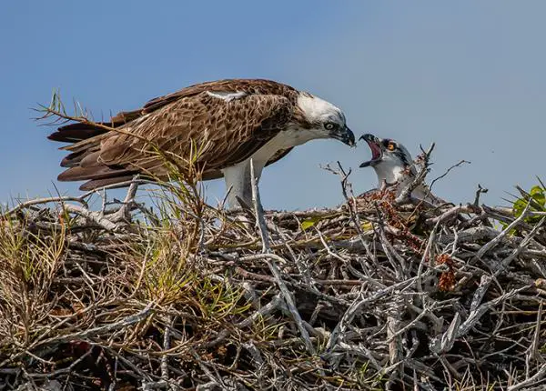 Ospreys Bird - Facts, Diet, Habitat And Pictures