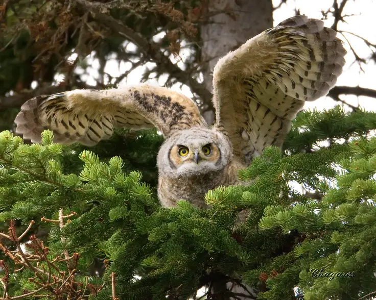 Owl Bird - Facts, Diet, Habitat And Pictures