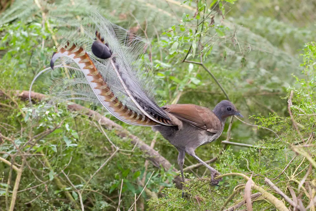 Passerine Bird - Facts, Diet, Habitat And Pictures