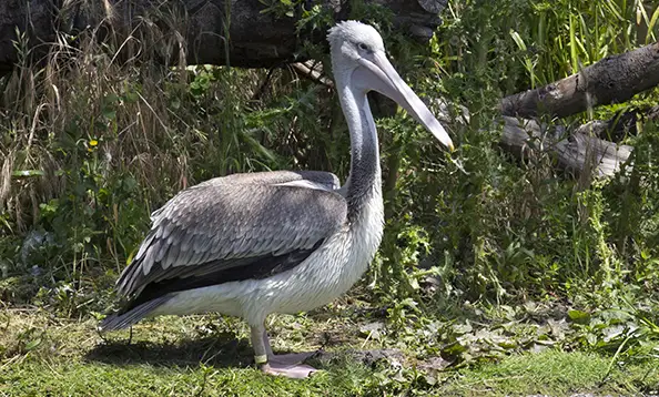 Pelican Bird - Facts, Diet, Habitat And Pictures