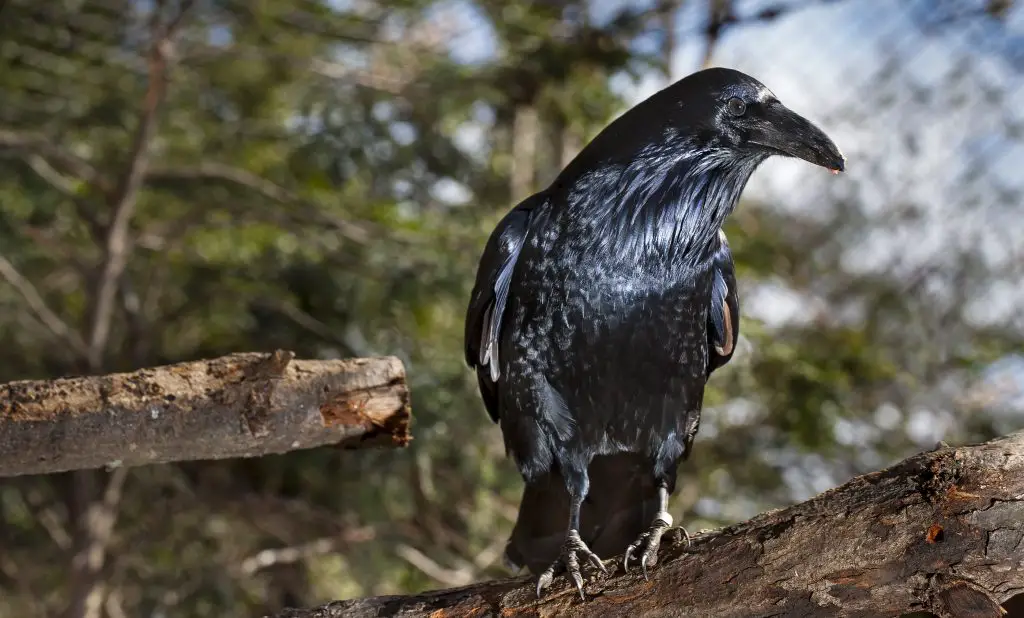 Discover The Fascinating World Of The Raven Bird: Facts, Diet, Habitat ...