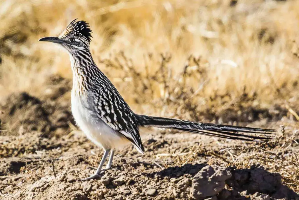 Roadrunner Bird - Facts, Diet, Habitat And Pictures