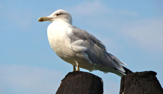 Seagull Bird - Facts, Diet, Habitat And Pictures