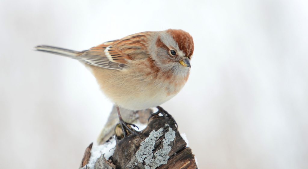 Sparrow Bird - Facts, Diet, Habitat And Pictures