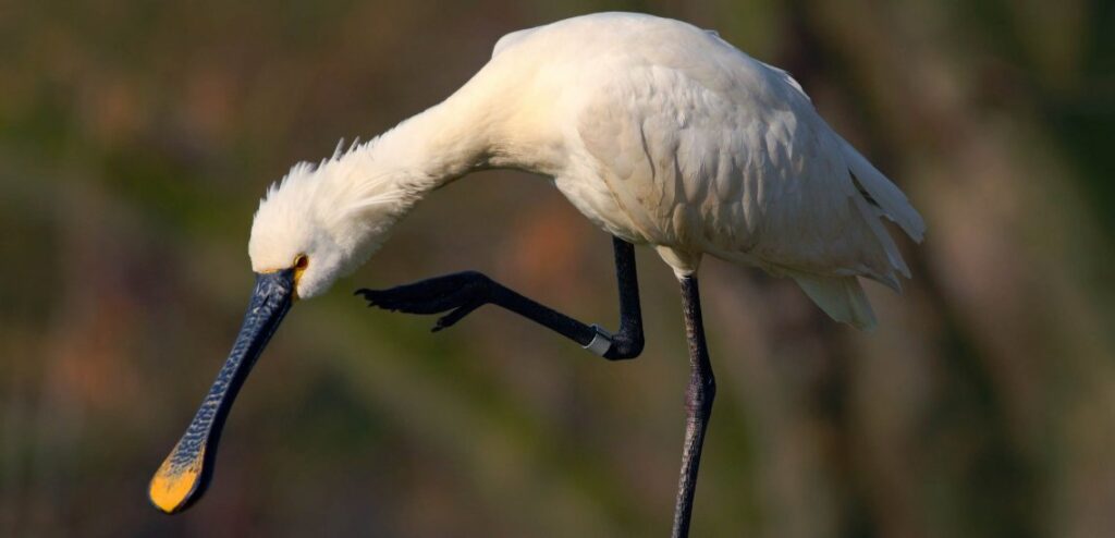 Spoonbill Bird - Facts, Diet, Habitat And Pictures