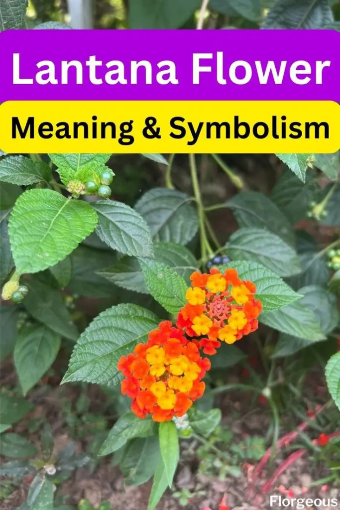 Stock Flower Meaning