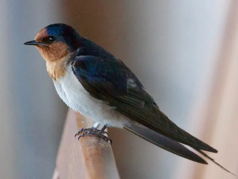 Swallow Bird - Facts, Diet, Habitat And Pictures