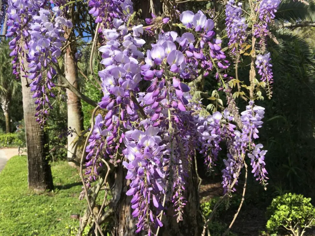 Wisteria Flower Meaning